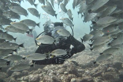 Tamarindo: Discover Scuba Diving at Catalina Islands