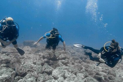 Tamarindo: Catalina Island Diving Tour for Certified Divers