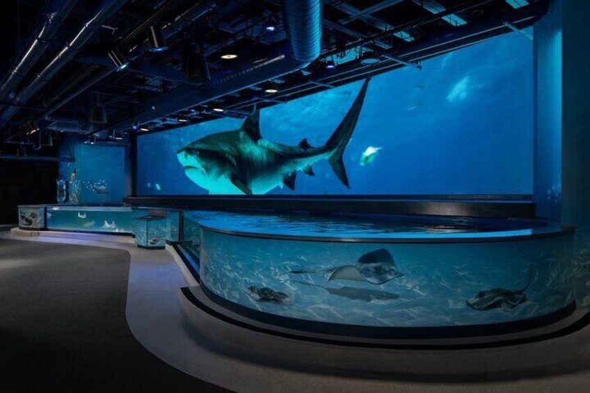 Audubon Aquarium & Insectarium Ticket