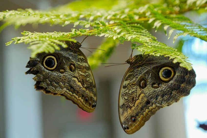 Audubon Aquarium & Insectarium Ticket