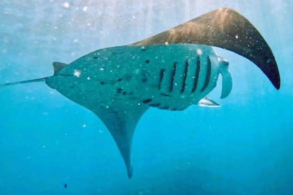 From Bali: Manta Rays Snorkelling & Nusa Lembongan Tour