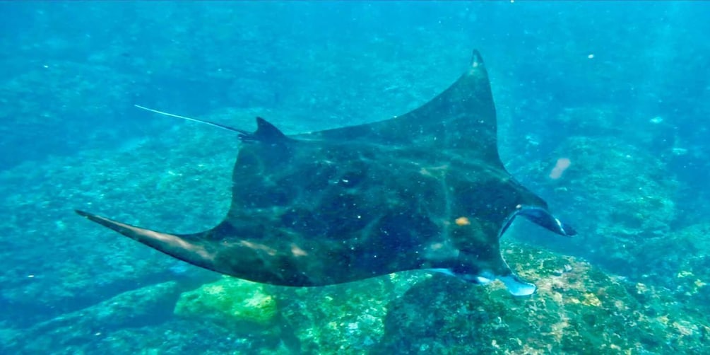 Picture 11 for Activity From Bali: Manta Rays Snorkeling & Nusa Lembongan Tour