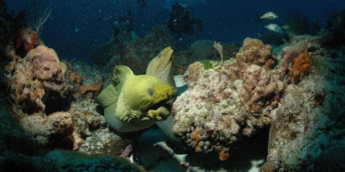 Cancun: Goliat Grouper Dive Adventure