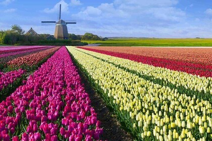 4 Hours Amsterdam Private Guided Tour with Roundtrip Transfer