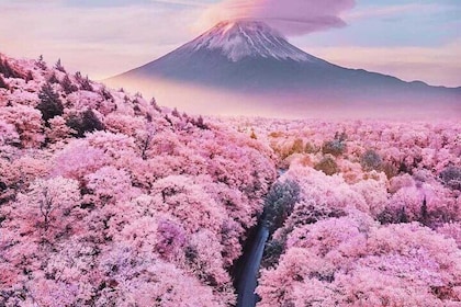 Cherry Blossom Mount Fuji Customisable Luxury vehicle Guided Tour