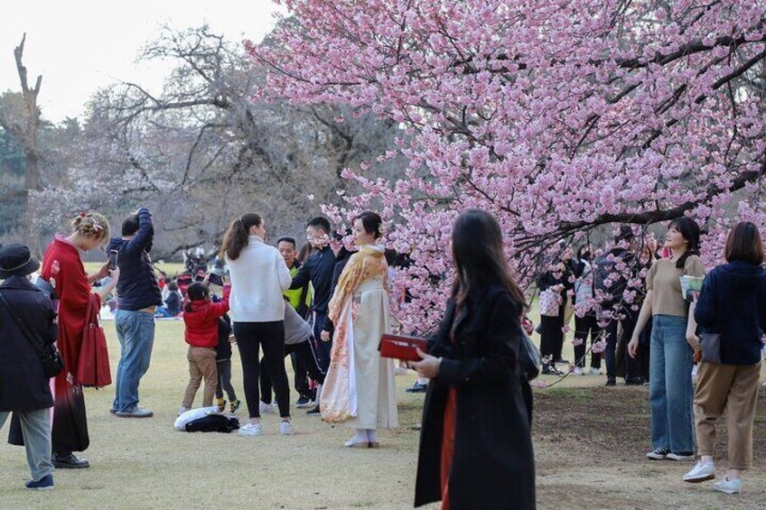 Cherry Blossom Mount Fuji Customizable Luxury vehicle Guided Tour