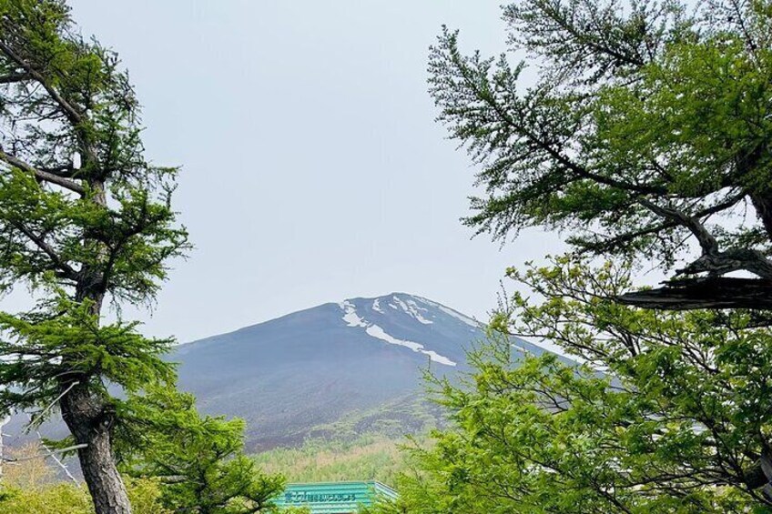 Cherry Blossom Mount Fuji Customizable Luxury vehicle Guided Tour