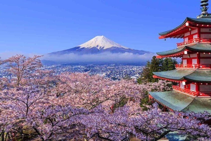 Cherry Blossom Mount Fuji Customizable Luxury vehicle Guided Tour