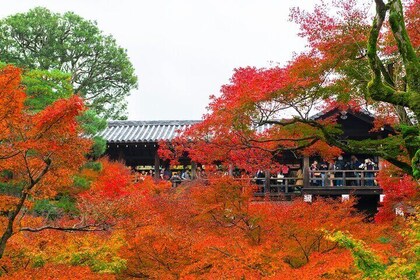 Exploring Autumn Foliage: Tofukuji, Fushimi Inari, and Uji Tour