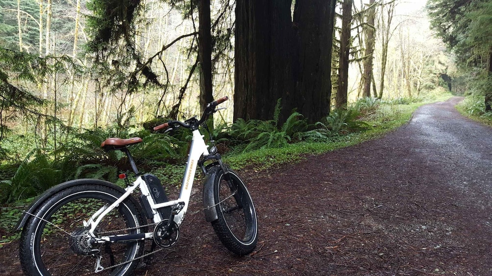 Picture 6 for Activity Humboldt: Electric Bike Rentals (4-Hour or Full Day options)