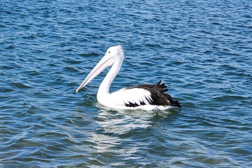 Noosa Heads Kayaking Activity and Wildlife Experience