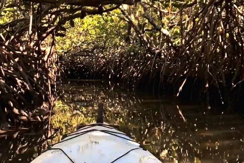 Noosa Heads Kayaking Activity and Wildlife Experience