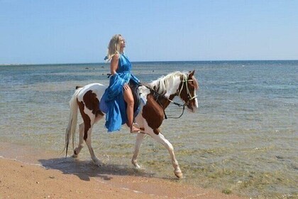 Nabq Bay Camel or Horse Ride 1 Hour ,Transfer-Sharm El Sheikh