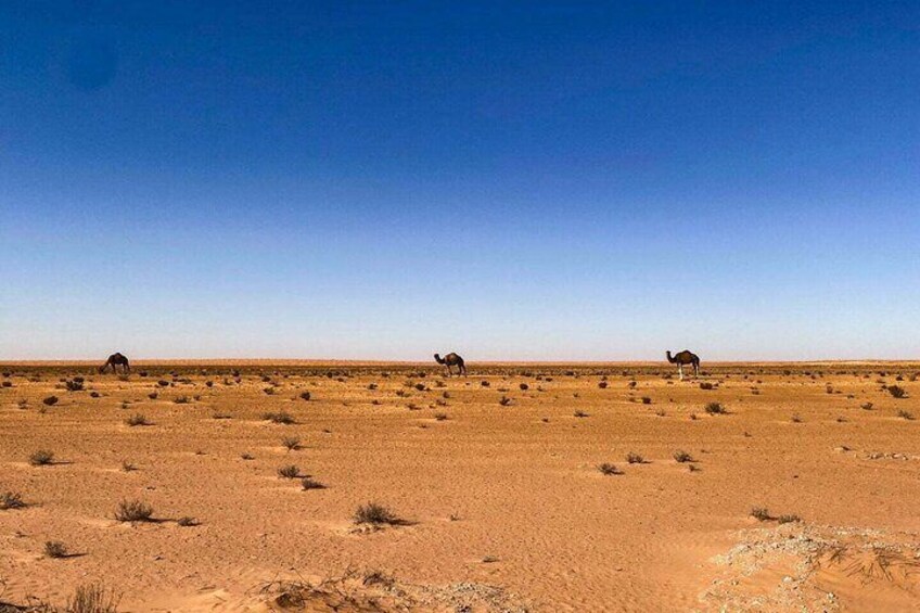 Private Tour of Ksar Ghiléne les Ksours and Matmata