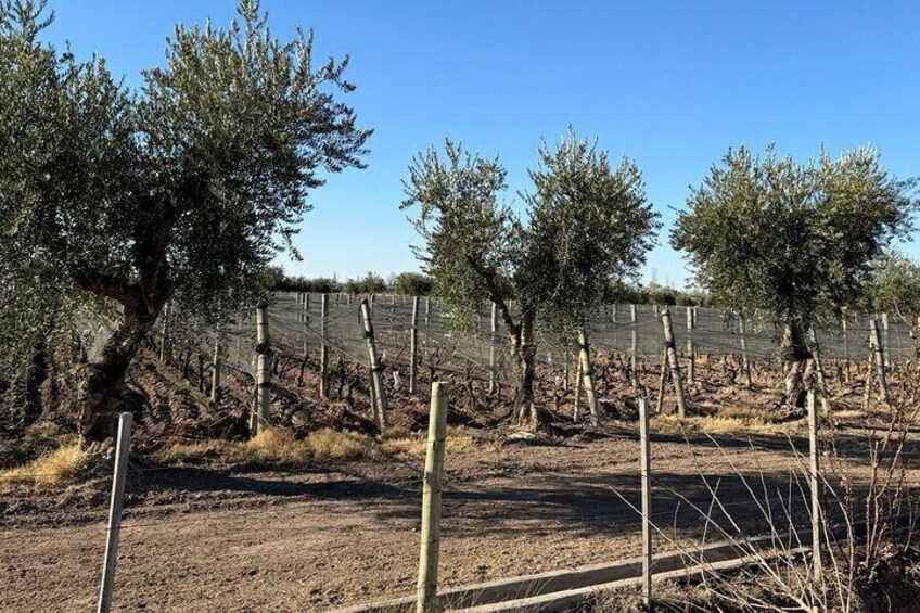 In the middle of the ride we also appreciate the vineyards and olive trees, characteristic of our region.