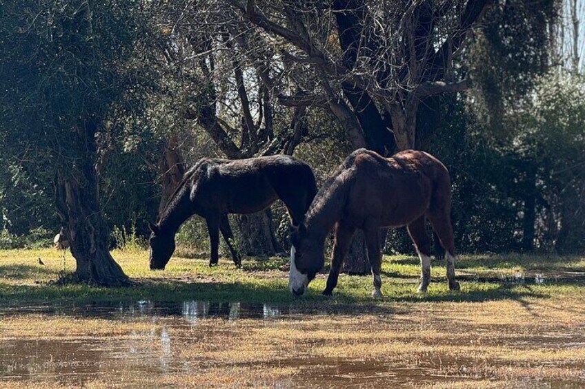 Veteran and pampa chewing grass