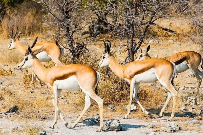 Namib Desert Wildlife