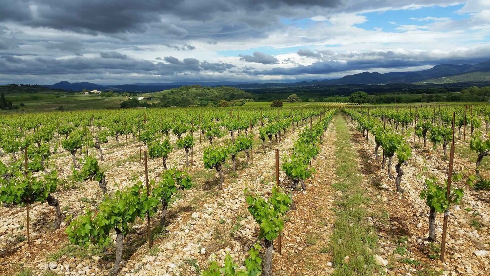 Picture 1 for Activity Tasting tour : The secrets of the vineyard Chateau Capion