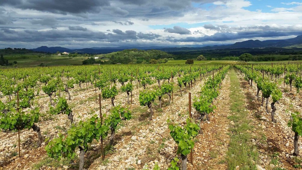 Picture 1 for Activity Tasting tour : The secrets of the vineyard Chateau Capion