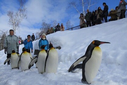 Hokkaido Asahiyama Zoo and Blue Pond Elf Terrace Day Trip