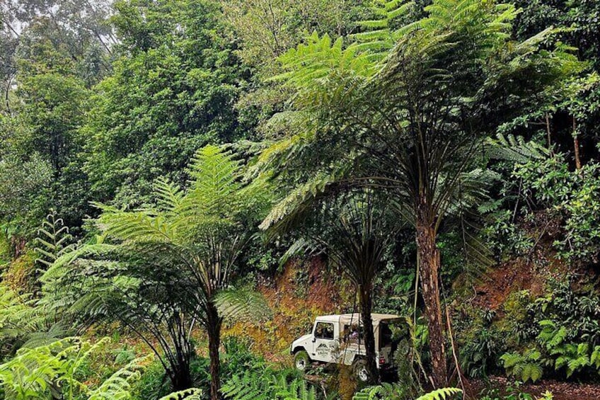 Private Tour of Madeira Island