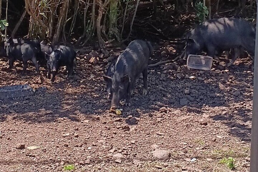 Feeding wild pigs in Hilo Hawaii. 