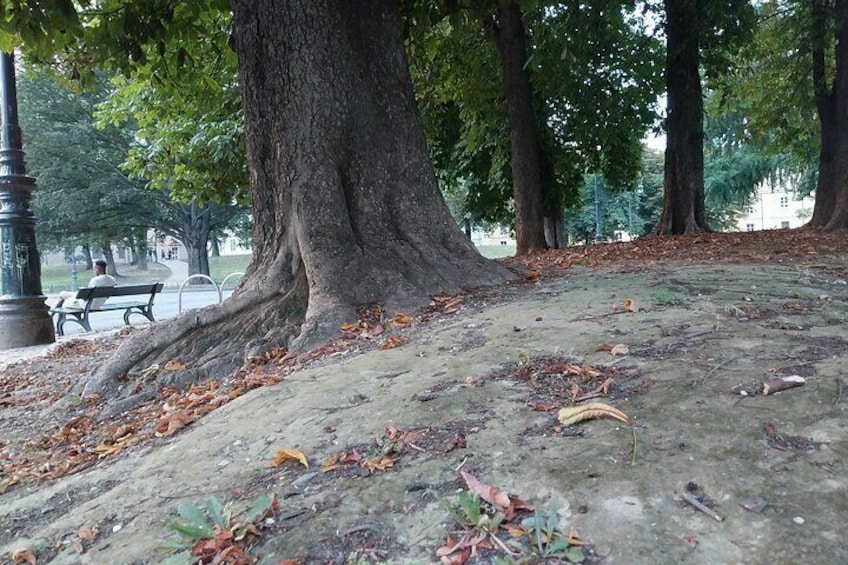 Squirrel Tour at Valentino Park