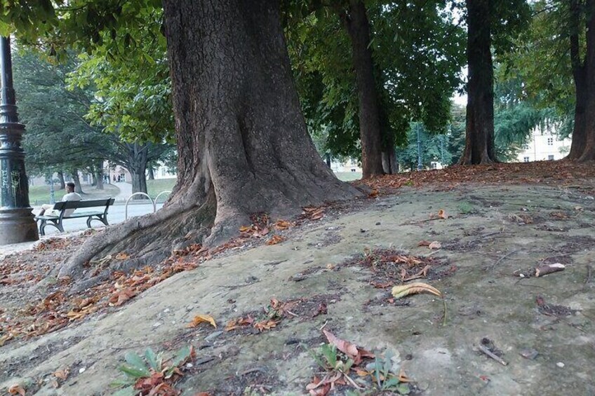 Squirrel Tour at Valentino Park