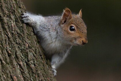 TURIN: Squirrel Tour at Valentino Park