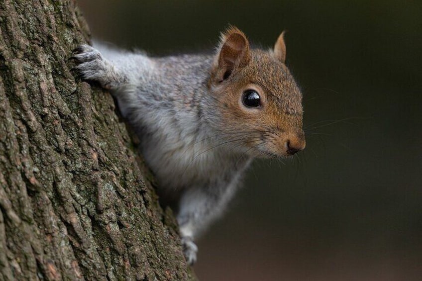 Squirrel Tour at Valentino Park