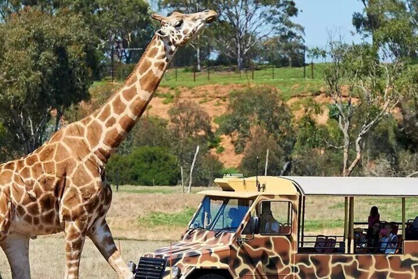 Werribee Zoo & Werribee Mansion Tour