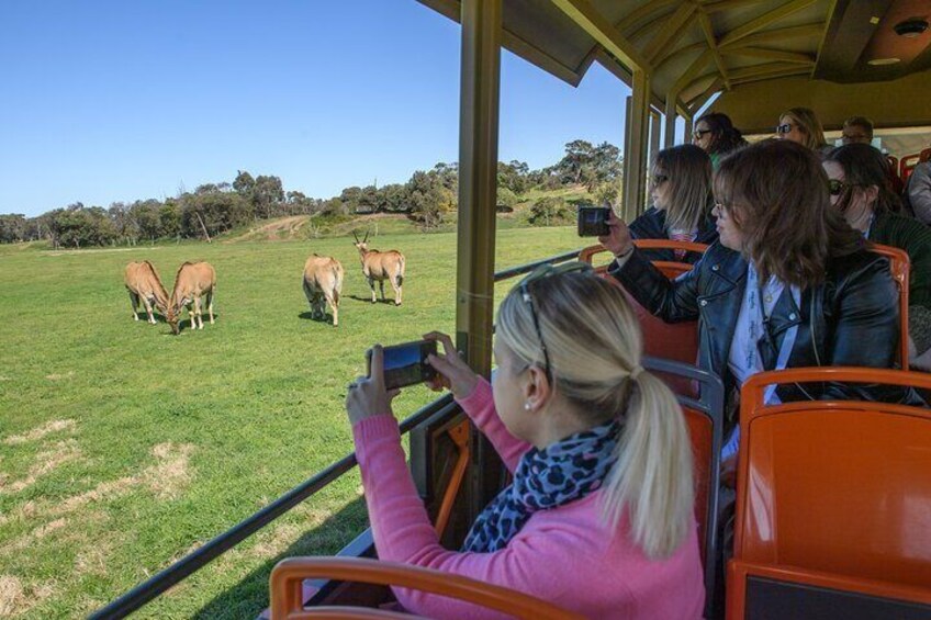 Werribee Zoo & Werribee Mansion Tour