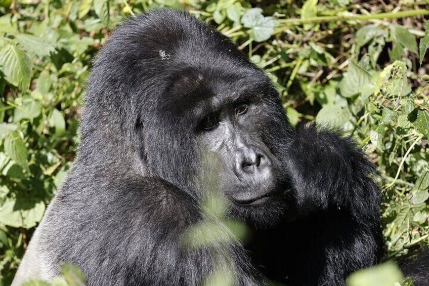 Mountain Gorilla Silverback in Bwindi