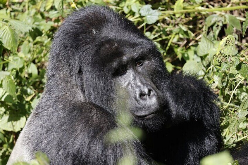 Mountain Gorilla Silverback in Bwindi