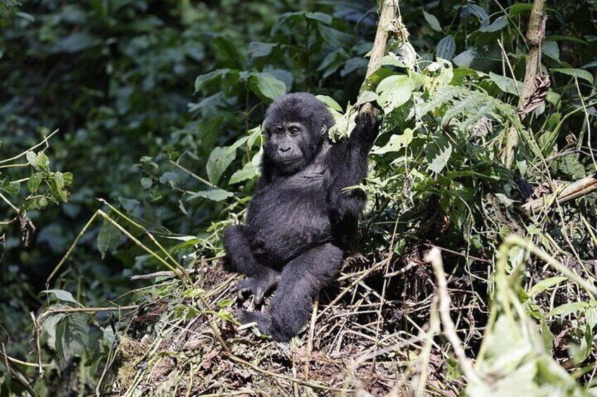 Gorilla Baby in Bwindi