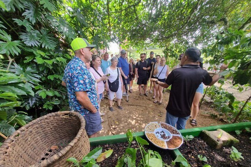 Coffe Tour and Chorotega Cultural Experience on the Blue zone 