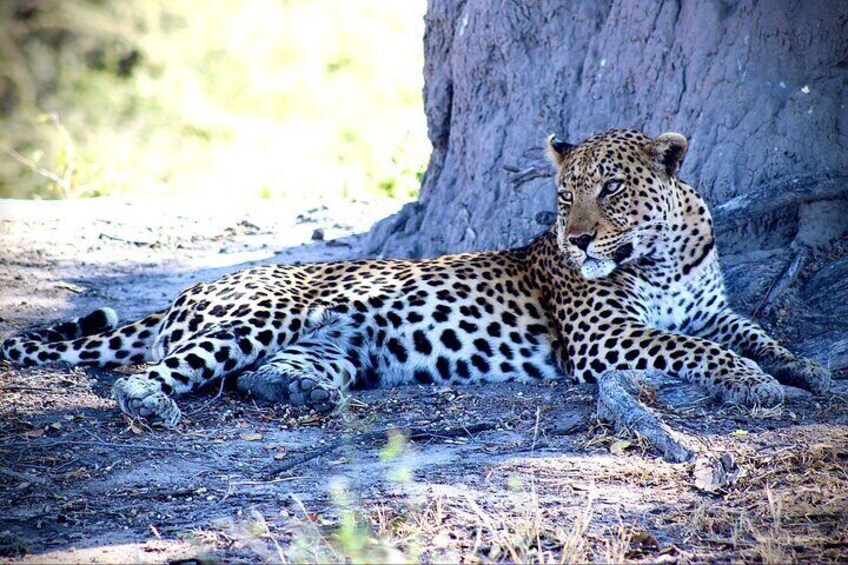 Full-Day Mokoro Experience in the Okavango Delta