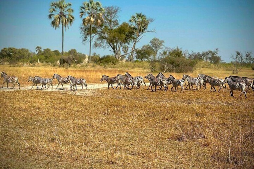 Full-Day Mokoro Experience in the Okavango Delta