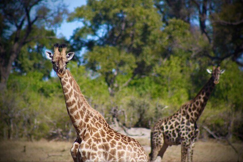 Full-Day Mokoro Experience in the Okavango Delta