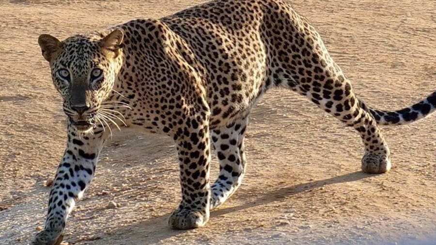 Yala National Park Half Day / Full Day Special Safari Tours