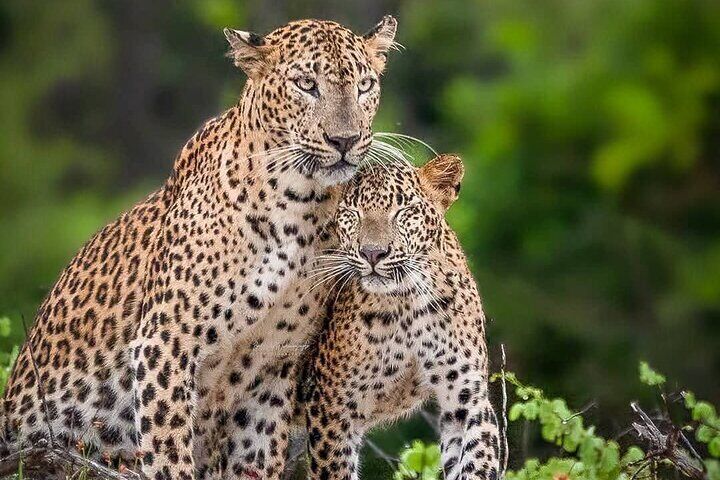 Yala National Park Half Day / Full Day Special Safari Tours