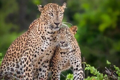 Yala National Park Half Day / Full Day Special Safari Tours