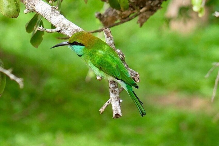Yala National Park Full Day Special Safari Tours 4.30am-6.00pm