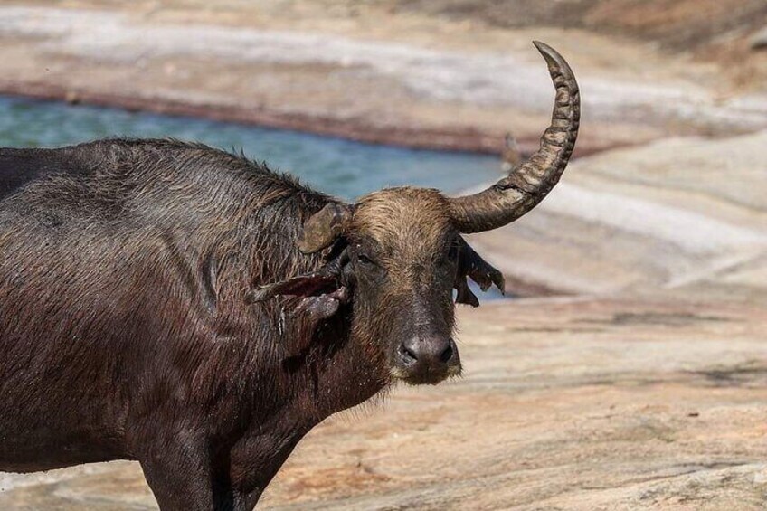 Yala National Park Full Day Special Safari Tours 4.30am-6.00pm