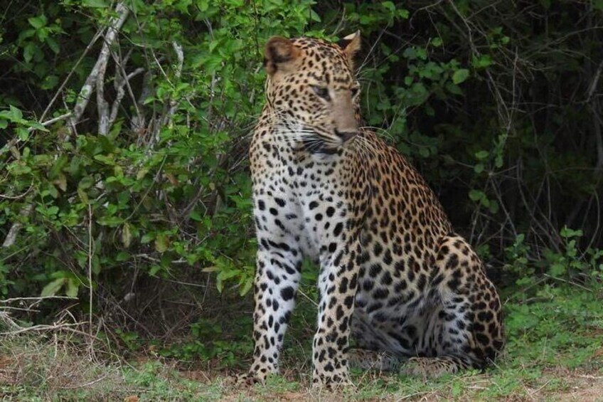 Yala National Park Full Day Special Safari Tours 4.30am-6.00pm