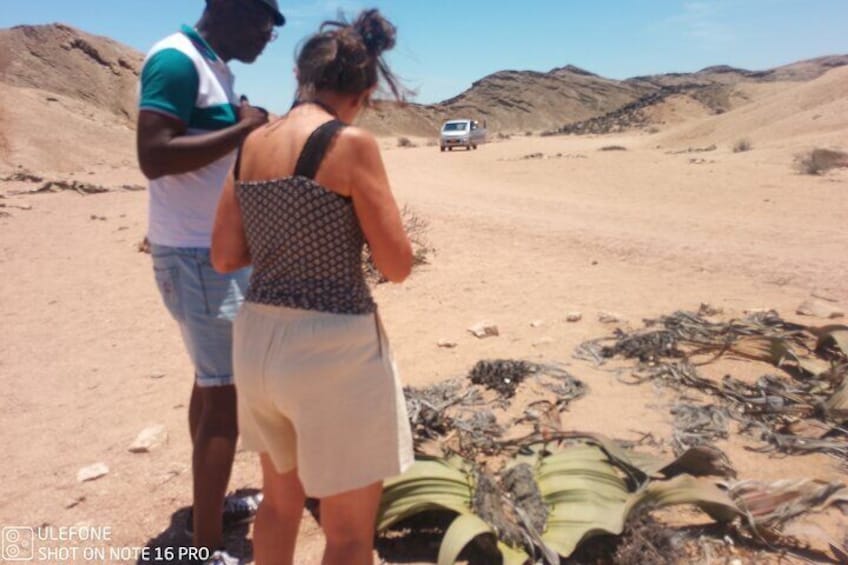 Half-Day Guided Tour to Moonlandscape and Welwitschia Mirabilis 