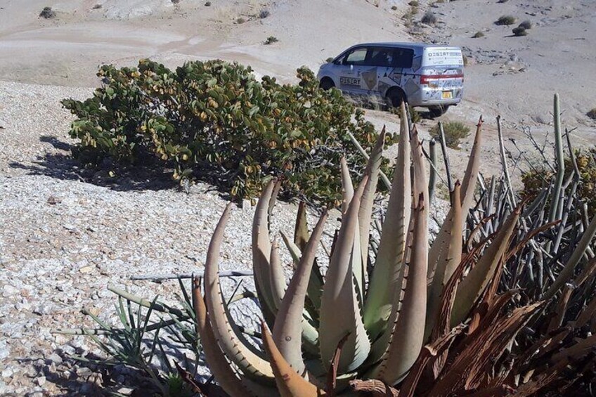 Half-Day Guided Tour to Moonlandscape and Welwitschia Mirabilis