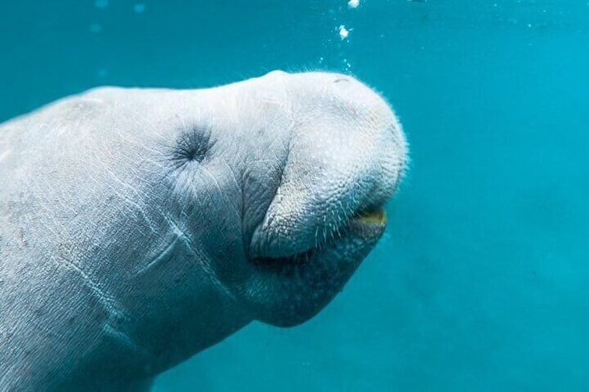 Manatee season is just around the corner ❤️