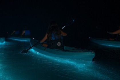 Kayak Tours and Rentals. Dolphins, Manatees, and Bioluminescence!