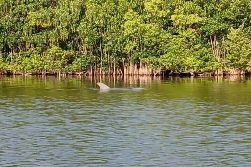 Kayak Tours and Rentals. Dolphins, Manatees, and Bioluminescence!